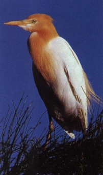 egret