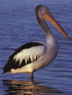 pelican