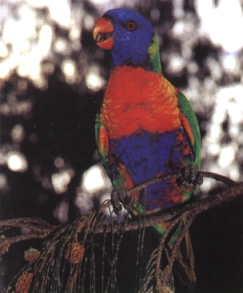 rainbow lorikeet